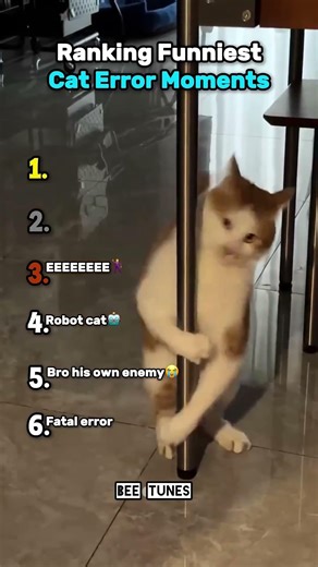 Ranking funniest cat error moments 😅 #funny #viral #memes #shorts