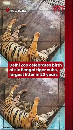 Delhi Zoo celebrates birth of six Bengal tiger cubs, largest litter in 20 years