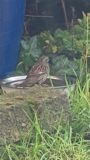 wee Dunnock having a bath 🤎 #birds #birdwatching #wildlife