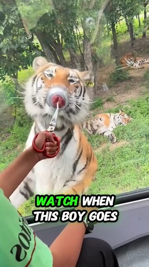 Tiger Gets Angry After Being Teased with Meat! 🐅😱 | Must Watch #TigerAngryReaction #ZooAdventure #WildlifeMoments #ScaryTigerEncounter #AnimalReactions #FunnyZooVisit #TigerVsMeat #WildlifeExperience #ZooPranksGoneWrong #TigerAttackScare #AnimalKingdom #ZooVibes #TigerFeedingTime #ShockingAnimalReactions #WildlifeLovers | Meubles Magasin