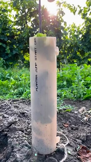 11 reactions | It takes 3 years for a new vine to produce grapes and...