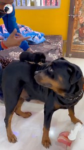 When Rottweiler Max Meets His Mini Version 🐶👶 | Adorable Reaction Alert 🚨❤️ #RottweilerMax #CutePuppy #DogLovers #PetReaction #AdorableMoments #PuppyLove #DogLife #FurryFriends #CutenessOverload #PetVibes | Max & Bella