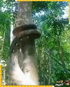 22K views · 30 reactions | Strange and unbelievable events in the animal world | Unofficial: vlog | Facebook