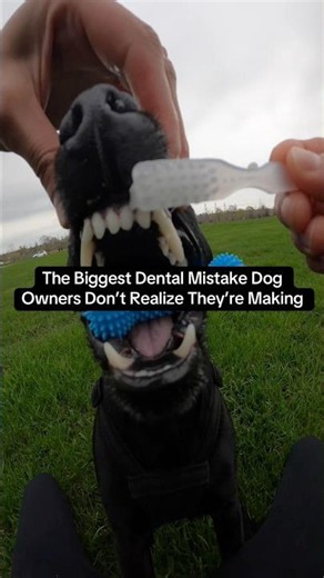 Most dog owners don’t realize this one mistake. #petcare #dogshorts #pettraining #dogs #dogg