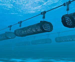 PRODUCTS | Seapa Australia with solution focused oyster basket systems