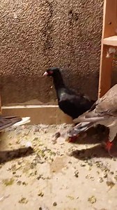 37K views · 1.3K reactions | ما شاء الله تم شراء 17 طير بطير في الجاردنز متابعه لا الصفحه الجديده هاي الصفحه محظوره بث مباشر الفزعه على الصفحه الجديده https://www.facebook.com/profile.php?id=100086934447133 | انس وبدر للطيور | Facebook