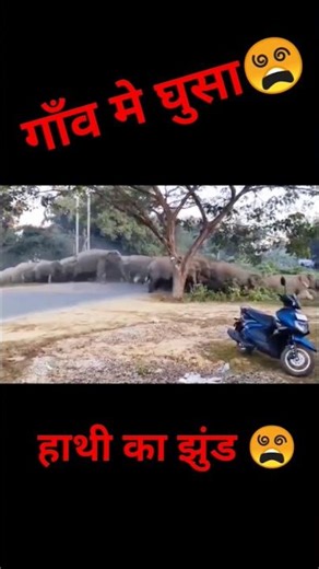गाँव मे हाथी का झुंड घुस गया 😵 #elephant #wildanimals #village #animals #shortsanimals #reels #viral