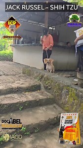 4.8K views · 35 reactions | JACK RUSSEL - SHIH TZU Congrats, Toffee and family ❤️ Manalo K9 Technologies International Corporation61378282:204SDN - Superdog Nutrition Dog Food63617223:2048:SDN - Superdog Nutrition Dog Food] #food #family #dog | Doc Abel Manalo | Facebook