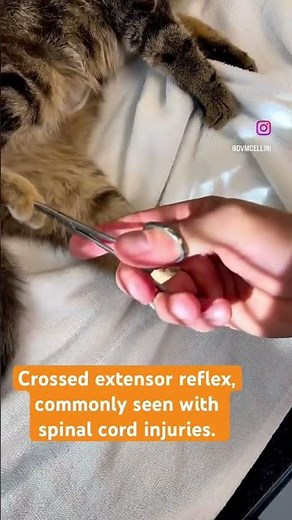 Crossed Extensor Reflex After Spinal Cord Injury #cat #veterinary #neurology