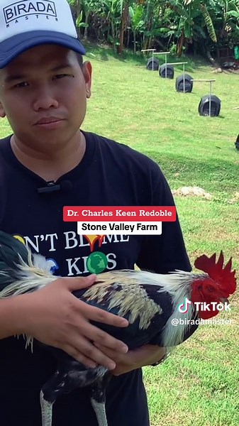 Red Fox Grey Rooster Breeding Cycle