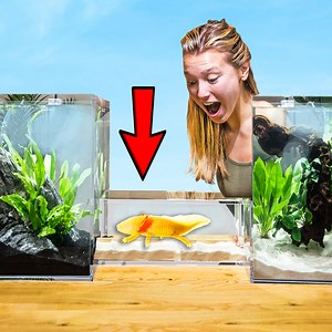 I Built my Axolotl an Underwater Tunnel 😱 🤯 | Aquarium Info