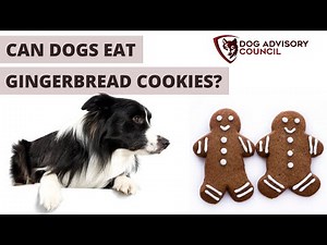 Can Dogs Eat Gingerbread Cookies? (Dog Safe Recipe)