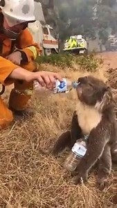 29K views · 1.3K reactions | HEARTWARMING ❤️ A thirsty koala was...