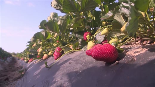 California ag industry passes $60 billion in value for first time