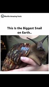 Did you know the largest known land gastropod on Earth is the African giant snail, Achatina achatina? 🐌 This massive snail can grow over 30 cm in length and weigh more than 1 kg. Its incredible size is the result of rapid cellular growth and a calcium-rich shell structure. #DidYouKnow #ScienceFacts #AnimalFacts #NatureFacts #WildlifeFacts #Biology #Zoology #EarthCreatures #GiantAnimals #MindBlowingFacts #EducationalReels #FactReels #ScienceReels #science #biologyfacts #Evolution #EvolutionFacts