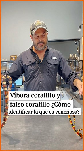 #Coahuila I ¿Sabes distinguir entre la víbora coralillo, venenosa, y la falsa coralillo?🤔🐍 Aprende a identificar estas dos especies de la mano de un experto del MUSEO DEL DESIERTO. #Víbora #Animales #Saltillo #Información #VanguardiaMx | VANGUARDIA
