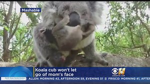 8.5K views · 91 reactions | WATCH: A koala cub in Australia (where else?) doesn't seem to want to let go of mom's face! | CBS News Texas | Facebook