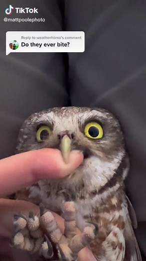 Calm Owl Meme: Understanding Owls' Behavior | Nathan Poole