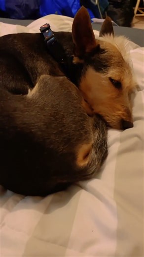 Her Mohawk was spiking in this one. #indoordog #rescuedog #rescuedogs #rescuedogs