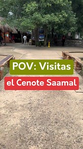 164 reactions · 27 shares | Tu aventura en Selva Maya comienza con el hermoso cenote Saamal. ✨ Visítanos y disfruta nadar en este cenote rodeado de naturaleza y con una profundidad de más de 40 metros. ‍♂️ ¡Vive la emoción en Selva Maya! Valladolid, Yucatán. Pregunta por nuestros paquetes bit.ly/SMreserv o al 985 852 6095. | Selva Maya | Facebook