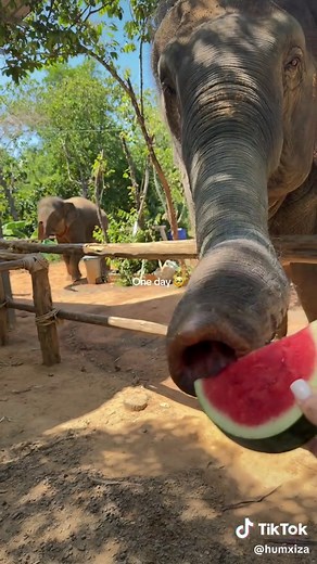 Phuket Elephant Sanctuary: A Thai Travel Experience