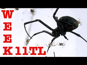 Redback Spider Daddy Long Legs Hunger Games Week 11 Time Lapse