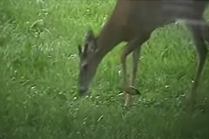 Deer Being Pestered By Birds Decides to Eat One