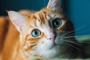 Does My Cat Love Me? 12 Ways Your Cat Secretly Shows Affection