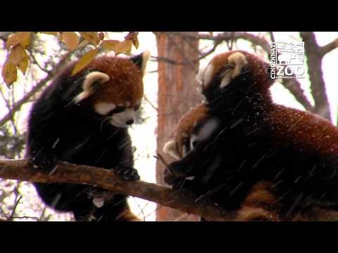 Red Panda Cubs Experience 1st Snow - Cincinnati Zoo