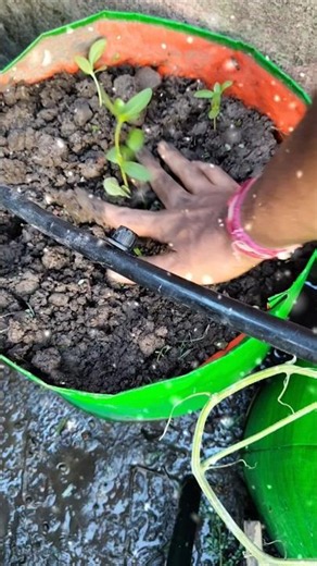 Transplanting Zinnias 🌼 Time to Grow & Bloom! #gardening #zinnia #shorts