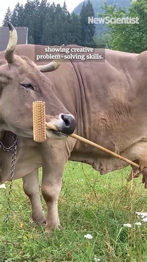 Why a tool-using cow could change how we see farm animals Tool use is the act of manipulating an object so that its motion directly achieves a goal. Veronika, a pet cow (Bos taurus), expertly wields a broom to scratch herself. She uses the bristled end to scratch her back but then flips the tool to use the smoother stick end for her more sensitive underside. The researchers describe this as the first recorded instance of flexible, multi-purpose tool use in a non-primate mammal. What does this to