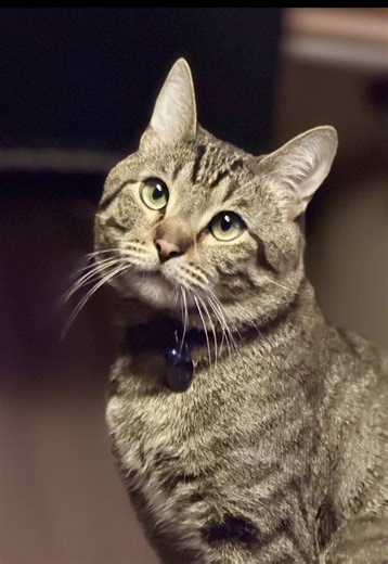 ✨ Monte & Rae ✨ (@watchfoodie)’s videos with Literally Meow - Trendify