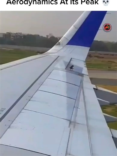 Aerodynamics At Its Peak 💀🌟😳 This video is proof that the design of an aeroplane is inspired by bird design 😳🌟 Follow @instaascience for more such amazing contents ❤️🌟👍 DM for credit 🌟😊