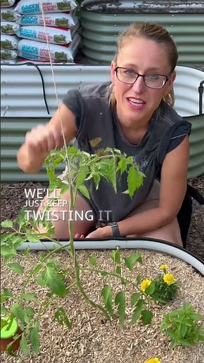 How To Make A Bamboo Trellis For Tomatoes 🍅🌱 (or ANY climbing plants)