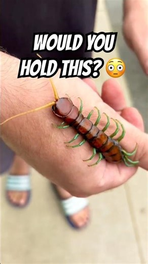 The Most Terrifying “Pet” Ever?