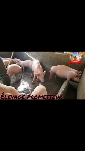 3.9K views · 40 reactions | TU ES DÉBUTANT,NOVICES, TECHNICIEN,...