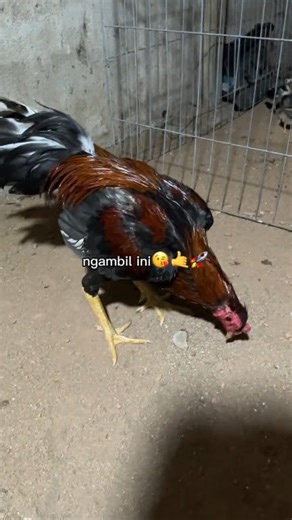 Siap cas cus cas cus 📍📍 #ayam #ayambangkok #pama #mangon #pakhoy #rell #notifikasi | Risdianto An