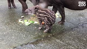 15K views · 454 reactions | CUTENESS ALERT! We have an exciting new arrival, a baby tapir has been born and its the first in the UK this year. First-time parents Al and Emily have taken to parenthood, but are having a problem that many human parents will recognise – she won’t eat all her vegetables! Read more here: https://www.newquayzoo.org.uk/explore/news/detail/zoos-baby-tapir-is-uk-first | Newquay Zoo | Facebook