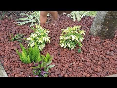 After - Fall landscape update with red lava rock