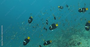 Group of King Angelfish (Holacanthus passer) on the coral reefs of the sea of cortez, Baja California Sur, Mexico.