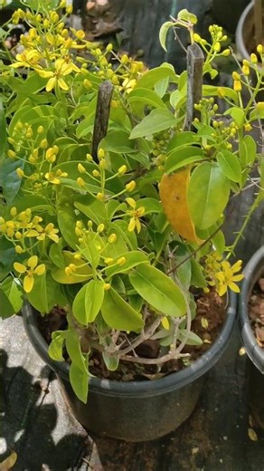Best Cassia Plants For Garden Nursey #homegarden