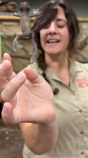 This GIANT GECKO had other things in mind😅 . . . #cute #leaf #tailed #gecko #jumps #big #cutest #beauty #beautiful #funny #funnyvideos #beauty #beautiful #time #wow #wildlife #fbpost #animals #animallovers #life #fun #wild #AmaZing #video #moment | The Reptile Zoo