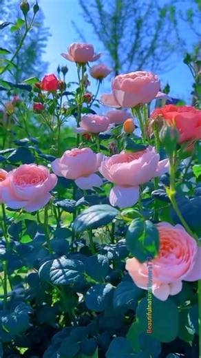 Romantic Roses for Rose Lovers❤️#youtubeshorts