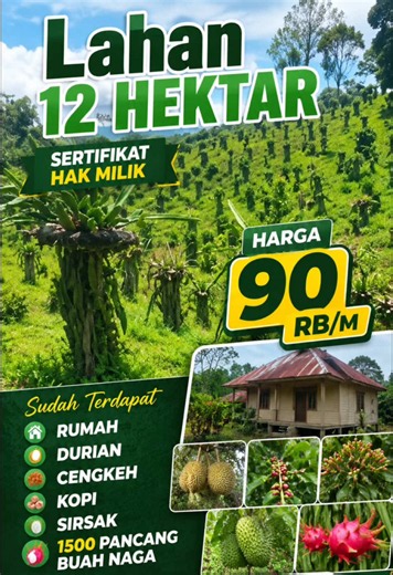Lahan 12 hektar sertifikat hak milik harga 90 rb/m sudah terdapat rumah,durian,cengkeh,kopi,sirsak dan 1500 pancang buah naga 📍X koto diatas, kab. Solok minat hub: 081372751960 follow kami Sumbar Property: instagram,facebook,tiktok,youtube&fanspage #jualtanah #kebun #sumaterabarat #sumbarproperty #solok