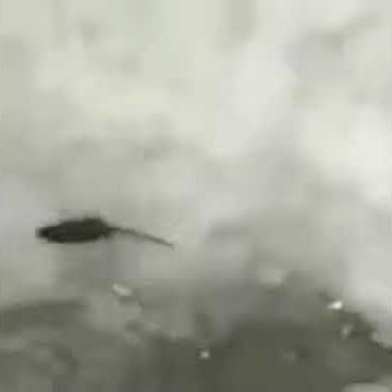 Rat got crush by a brick meme