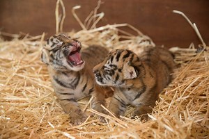 4K views · 135 reactions |  Can you think of any names for these two new cuties?! On Wednesday two female tiger cubs  were born at Dreamworld Australia - the first pups born there since 2015! | ABC Brisbane | Facebook