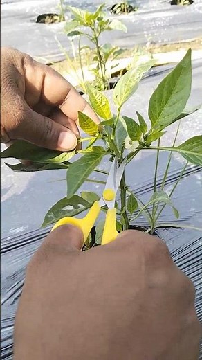 capsicum best harvesting tips||Capcicum Farming||Capcicum unnat Kheti|shimlamirch ki kheti|Nursery