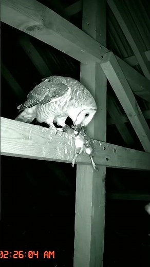 CCTV Captures Owl Hunting Rat at Night | Rare Night Vision Footage
