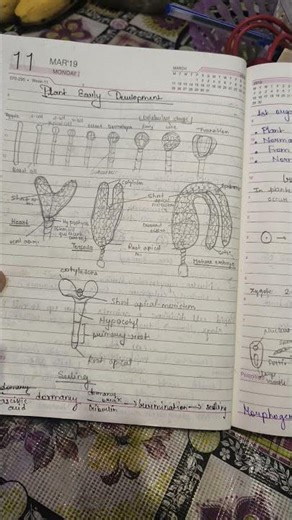 Developmental biology .chapter 5 csir net exam.Early plant development and early animal development