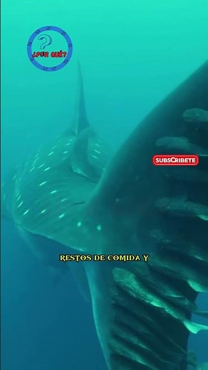 ¿Por qué la rémora se adhiere al tiburón ballena? 🐟🦈